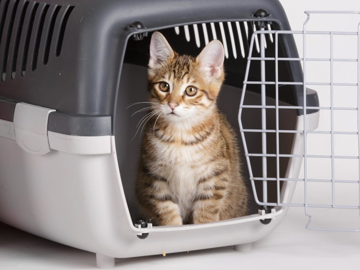 Топ вещей, которые ненавидят кошки и коты