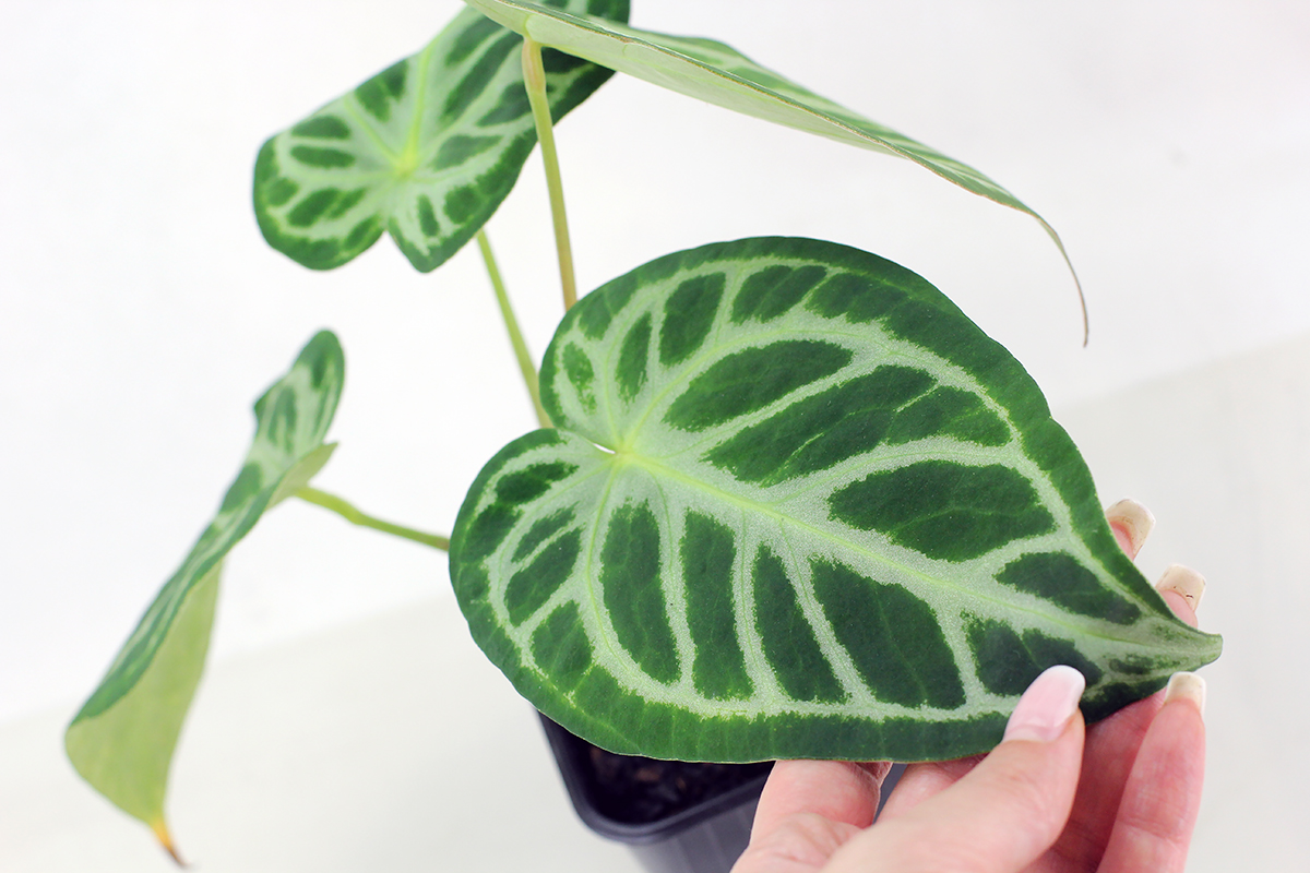 Антуриум - Anthurium Silver Blush