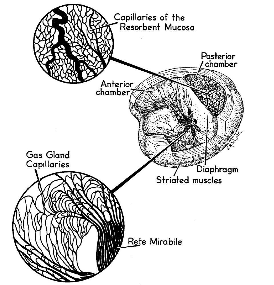 Капилляры овала
