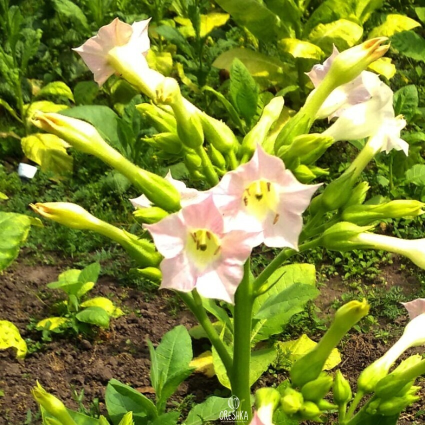 Seeds of Tobacco american 26 (Nicotiana tabacum) — 300 pcs