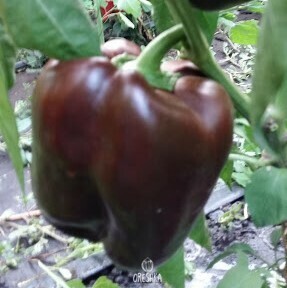 Seeds of Sweet pepper Ingrid (Capsicum)