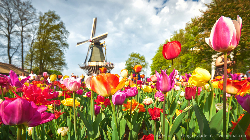 Автобусный тур в парк тюльпанов, экскурсии в Нидерланды, туры
