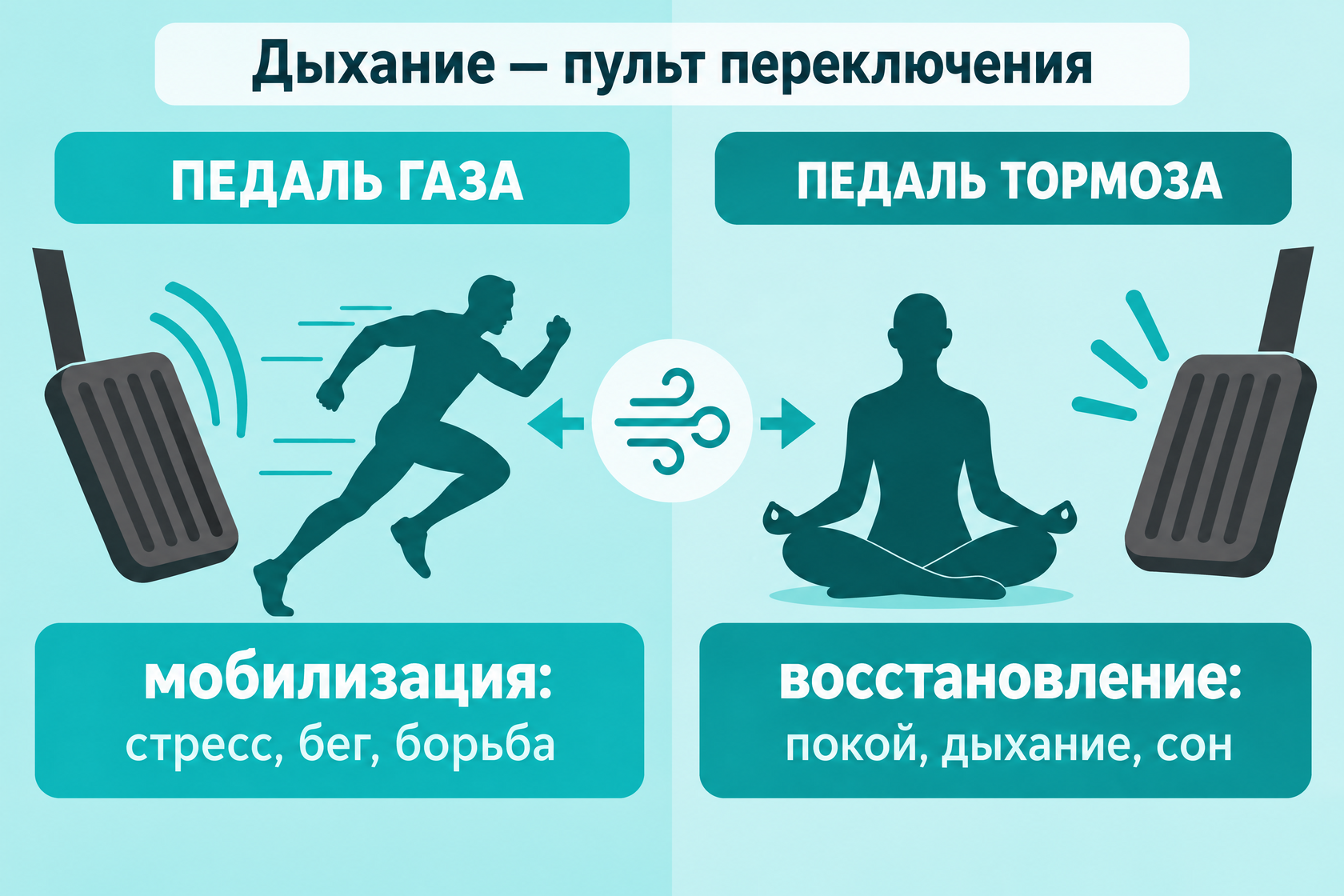 Два режима нервной системы: мобилизация и торможение