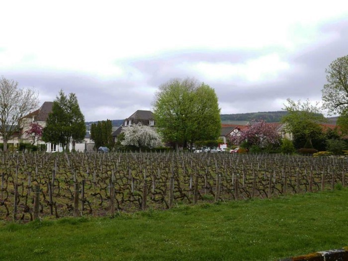 Jacquesson vineyard