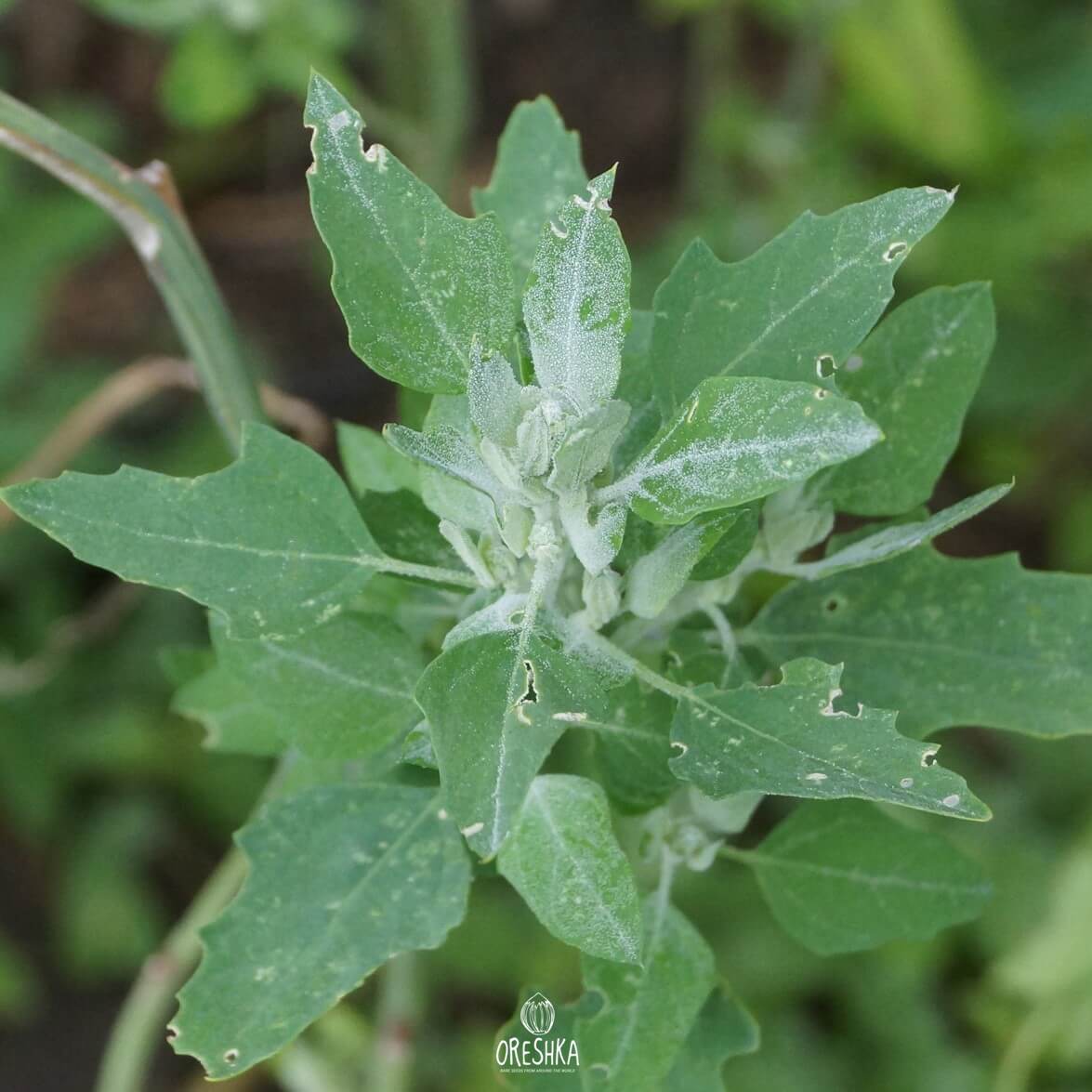 Марь белая (Chenopodium album)