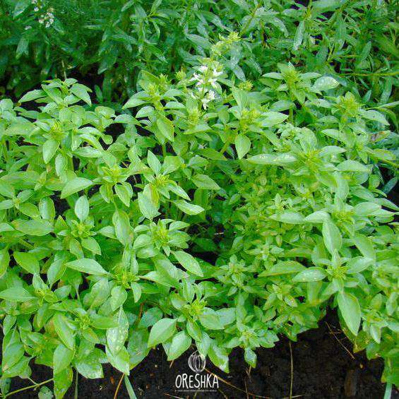 Seeds of Basil lemon flavor (Ocimum basilicum) — 50 pcs