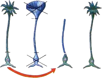 Опыт с ацетабулярией