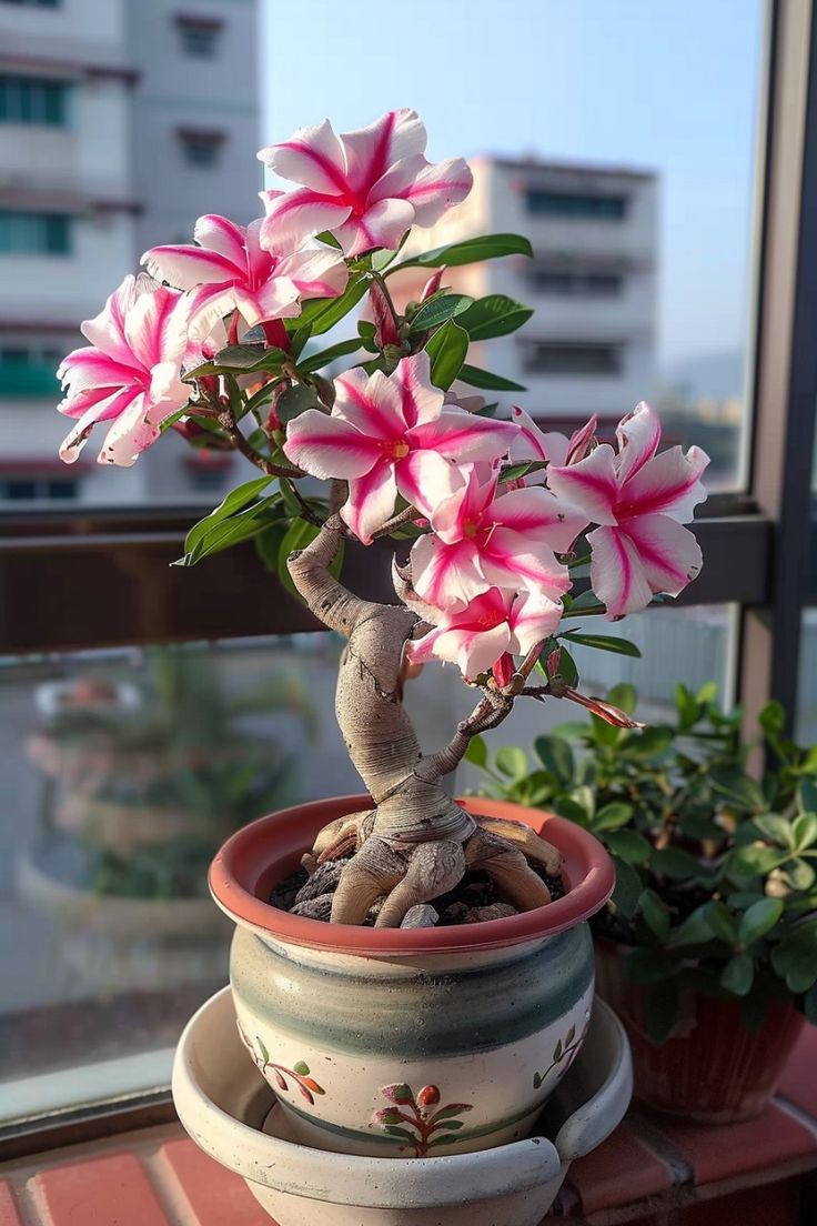 Potted plant on wooden shelf