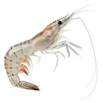 shrimps