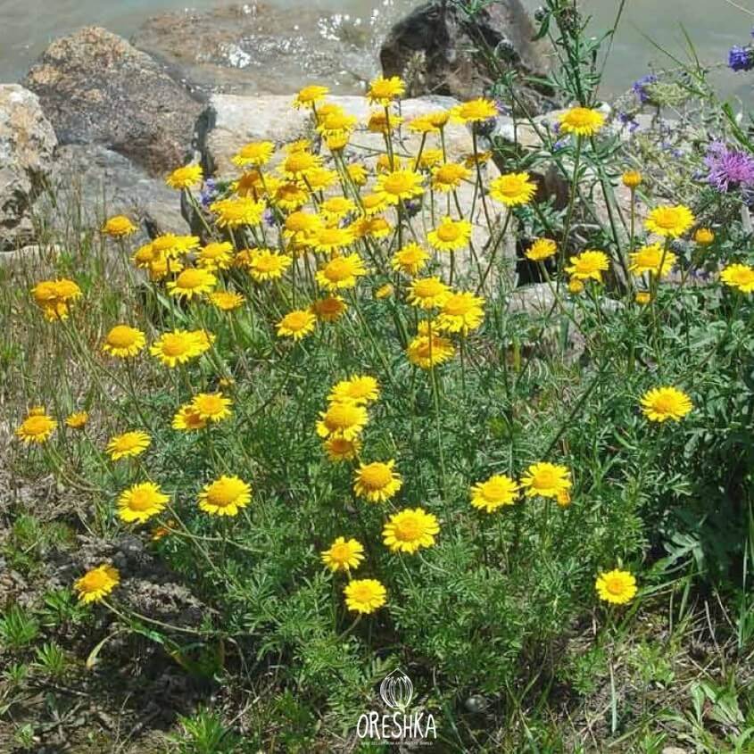 Seeds of golden marguerite (Anthemis tinctoria) — 30 pcs