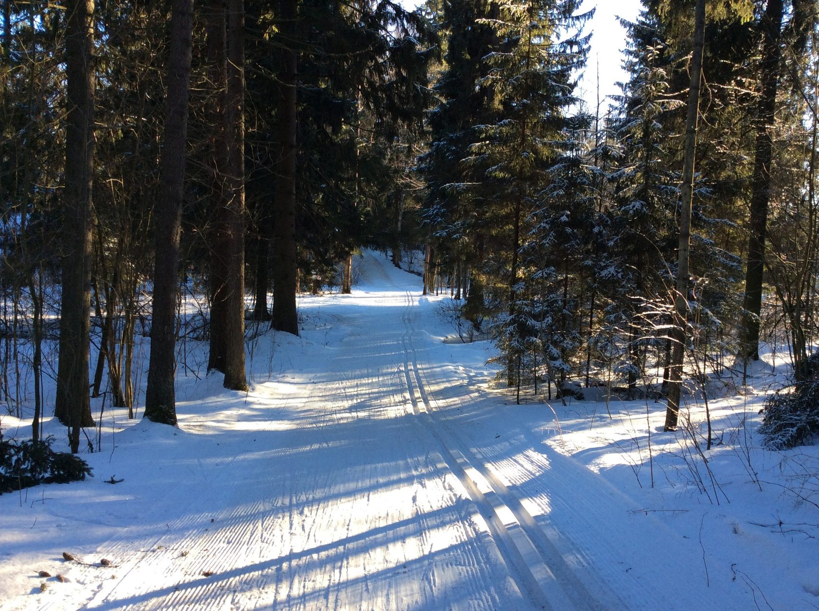 Лыжня горы. Бор Моховые горы Лыжня. Лыжня лес Николина гора. 