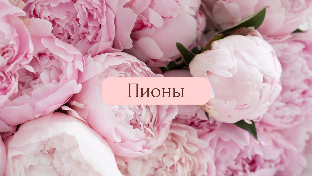 Купить 201 пион в Москве недорого - букеты от 29 990 руб. в AlohaFlowers