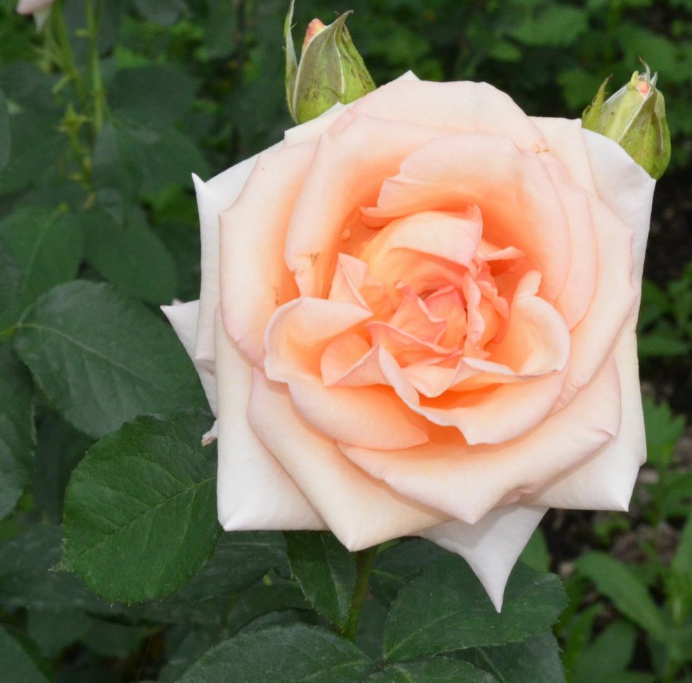 Роза Мадам Баттерфляй: характеристика, посадка, выращивание и уход, отзывы