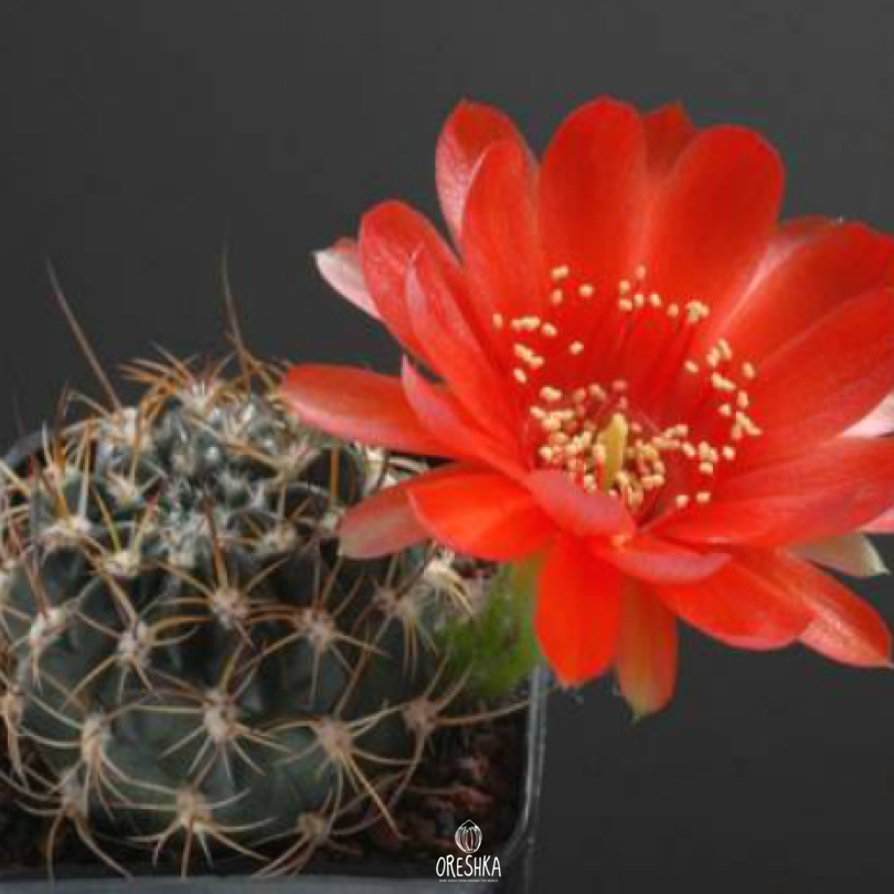 Seeds of Cactus Lobivia sanguiniflora WR 514 (Lobivia sanguiniflora WR 514) — 10 pcs