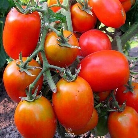 Seeds of Tomato Buyan (solanum lycopersicum) — 10 pcs
