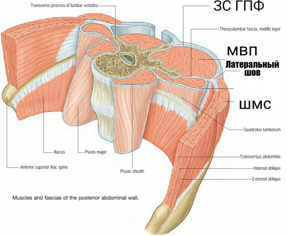 Фасции мышц. Крестцово поясничная фасция анатомия. Соединительная оболочка фасция. Поверхностный листок пояснично грудной фасции. Глубокая фасция.