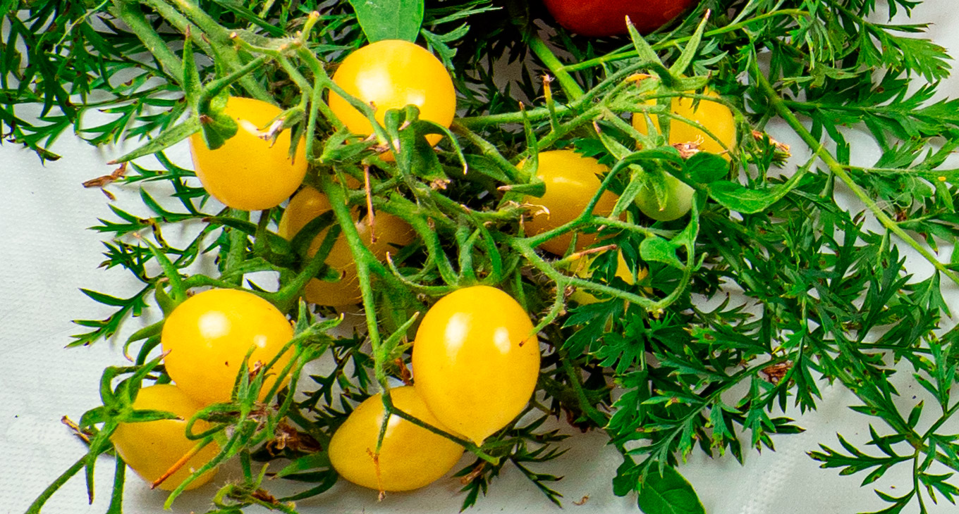 Чем полезен жидкий биогумус для томатов?