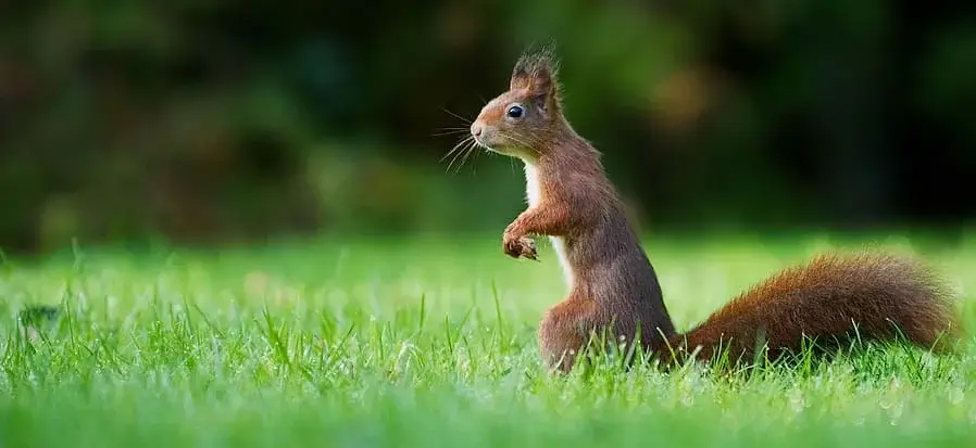 Коттеджный поселок «Вишнёвый»