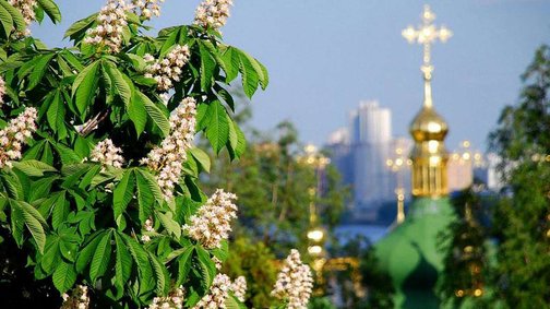Каштаны в жизни Киева: от монастырей до песен и сладостей