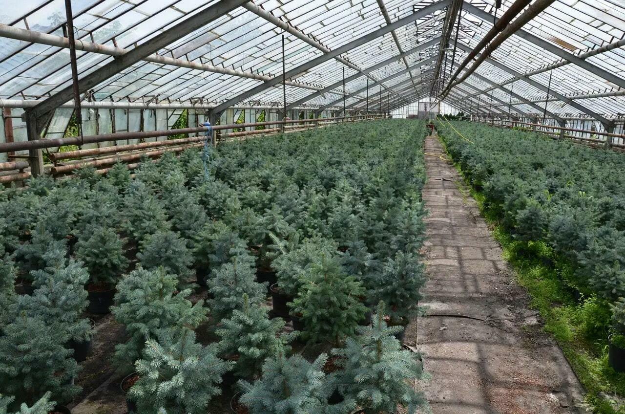 Теплица с саженцами