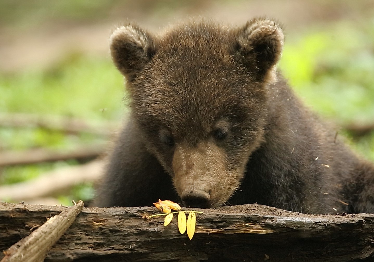 News: Our Furry team is developing the “wildlife” skills