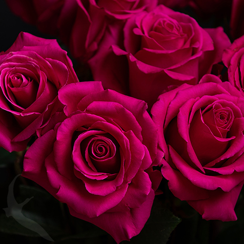 Роза сорт розовый Pink Floyd и Cotton Candy
