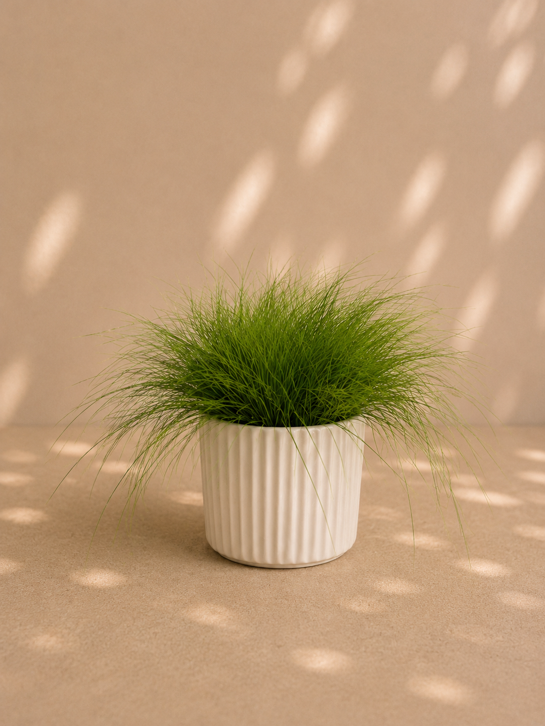 Festuca sp.
