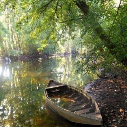 Лесная река с лодкой под сенью деревьев