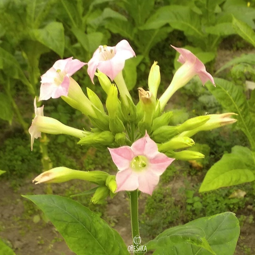 Seeds of Tobacco basma (jebel) (Nicotiana tabacum) — 300 pcs