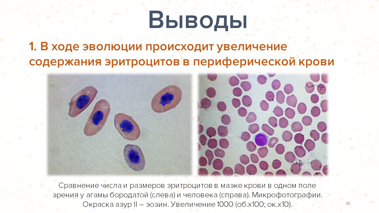 Характеристика эритроцитов