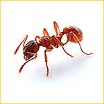 уничтожение муравьев в квартире казань