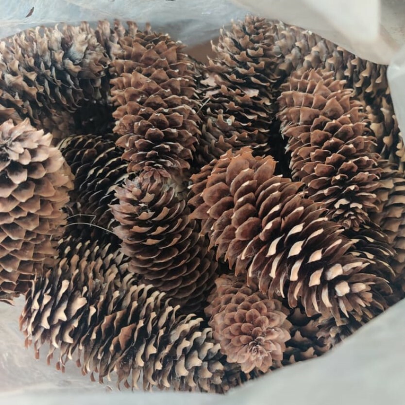 Seeds of Beautiful cones of blue spruce from Siberia — Christmas Decor — 10 pcs