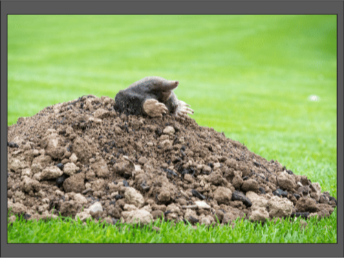 Крот высовывается из большой земляной кучи на зелёной траве.