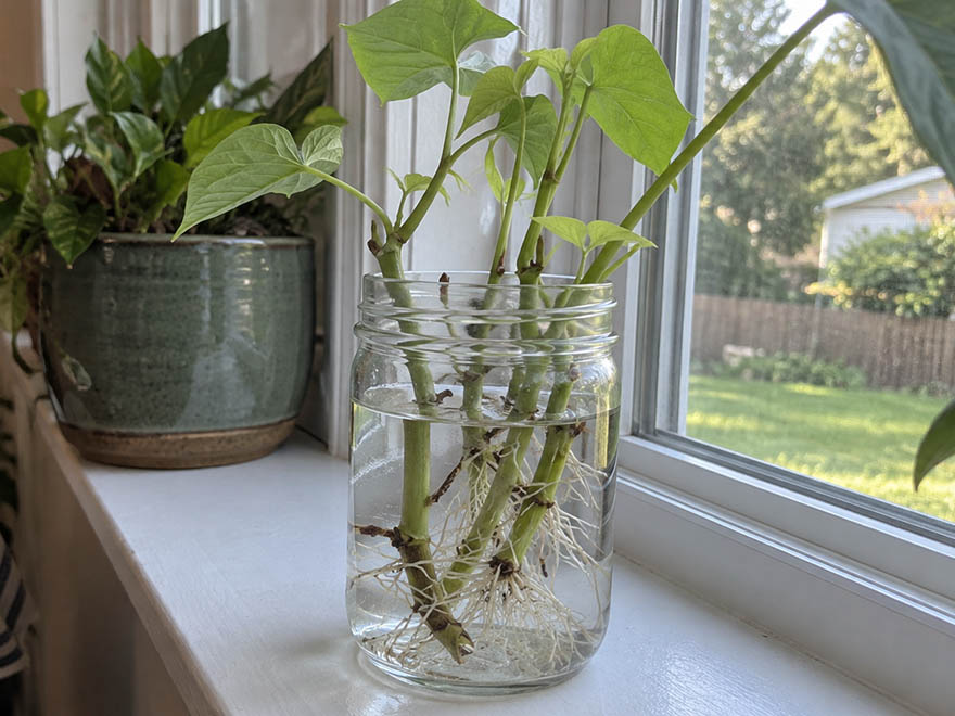Sweet potato slips in a jar of water showing how to store sweet potato slips