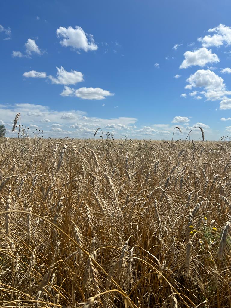 Берег, глэмпинг-парк