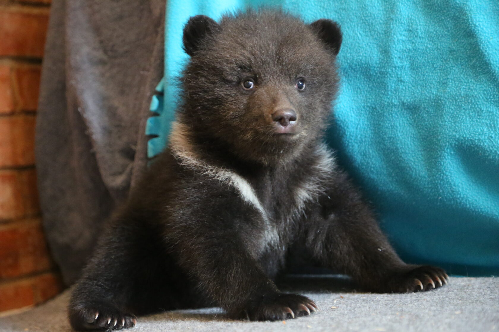 великий новгород медведь на скамейке. медведи в челябинской области. медведь новгородская. медведь новгородская. медведь новгородская.