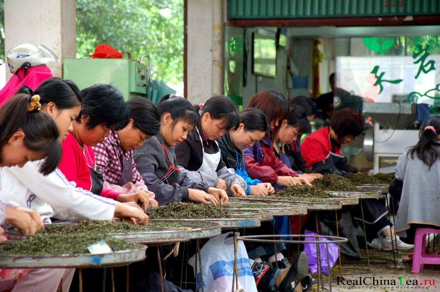 Как перебирают чай Те Гуанинь в Китае