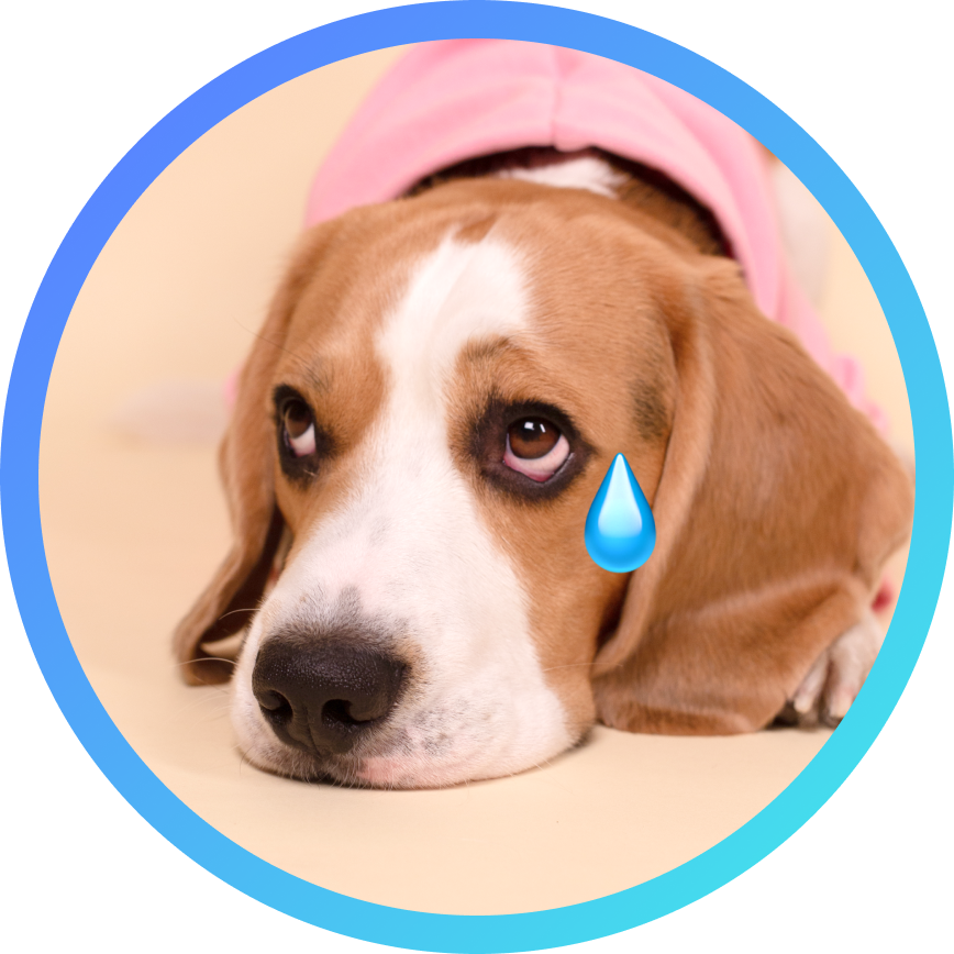 Собака грызет дома вещи? Это может быть тревога расставания! Пройди ...