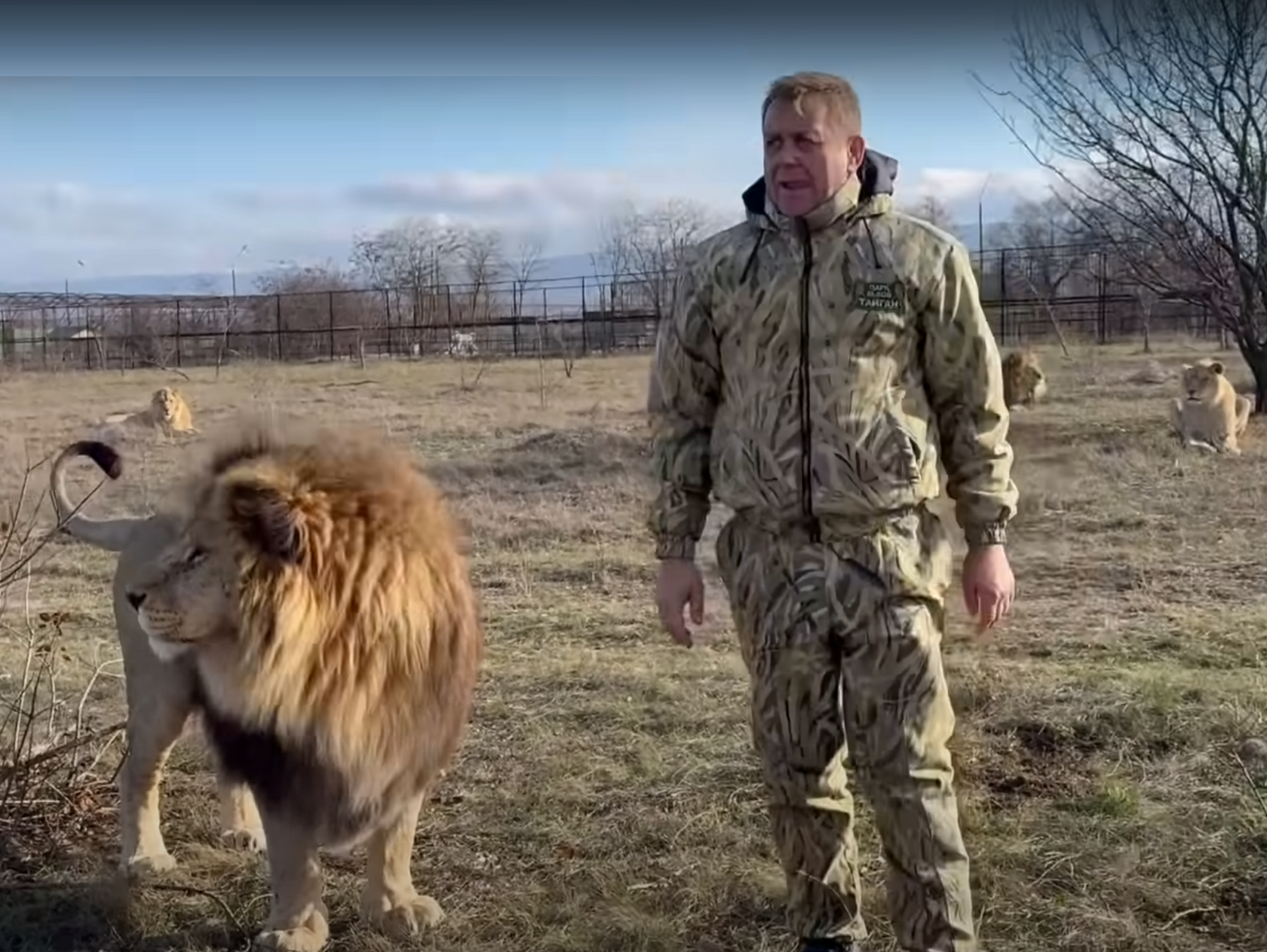 Львы напали на Олега Зубкова