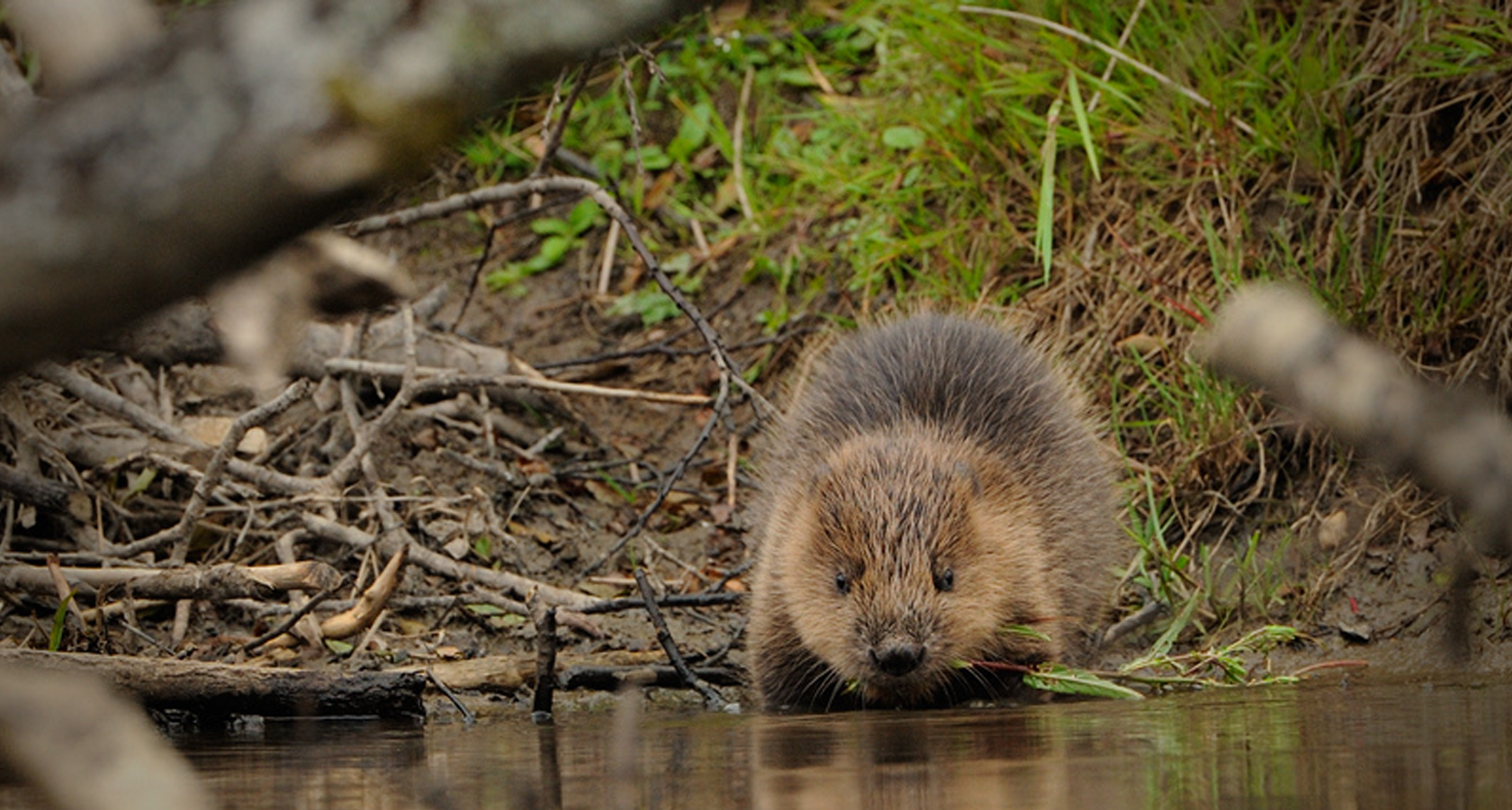 Польза бобровой струи