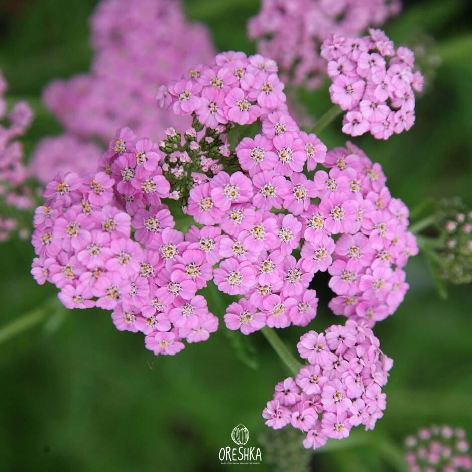 Russian Wild Yarrow Pink and White Colours 100 Fresh Seeds