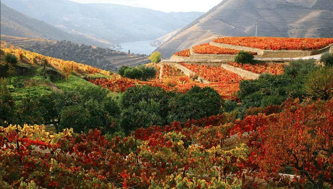 сбор винограда в Португалии