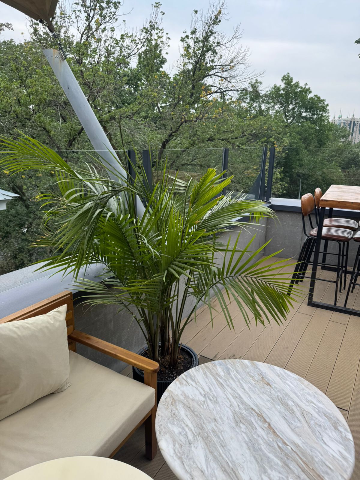 Хамедорея на локации BULL BAR