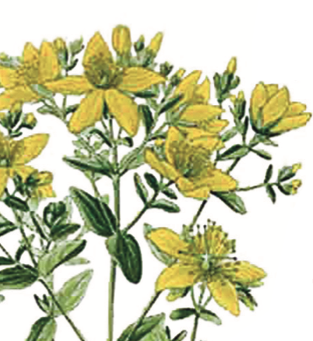 disques inter-vertébraux