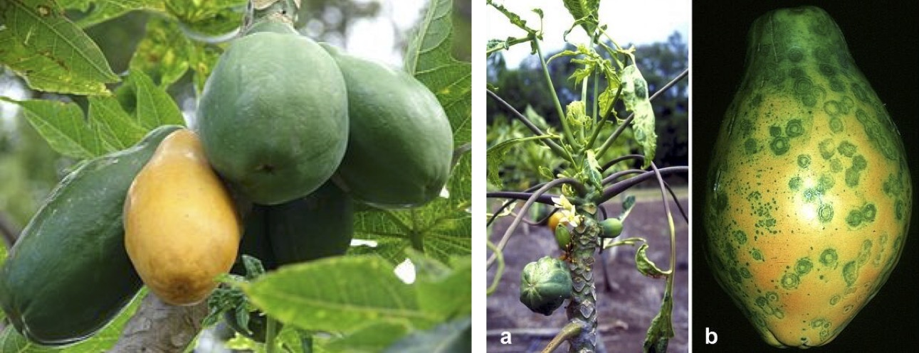 Environmental Challenges of the RP / Vermicomposting in Papaya