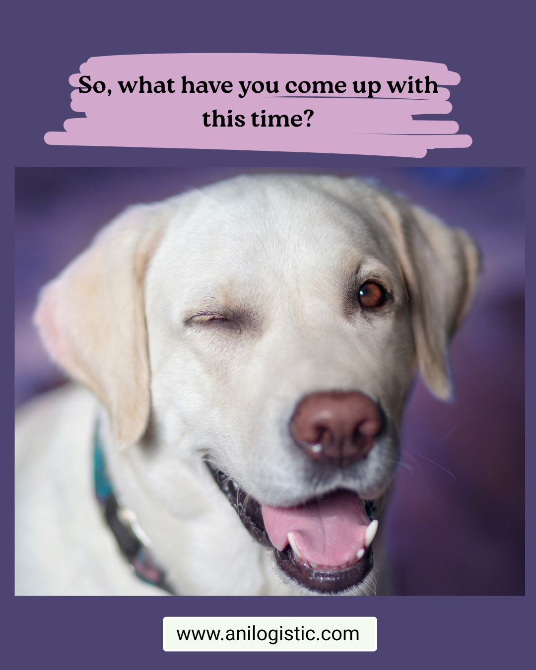 GPS dog collar with satellite connectivity and AI health monitoring