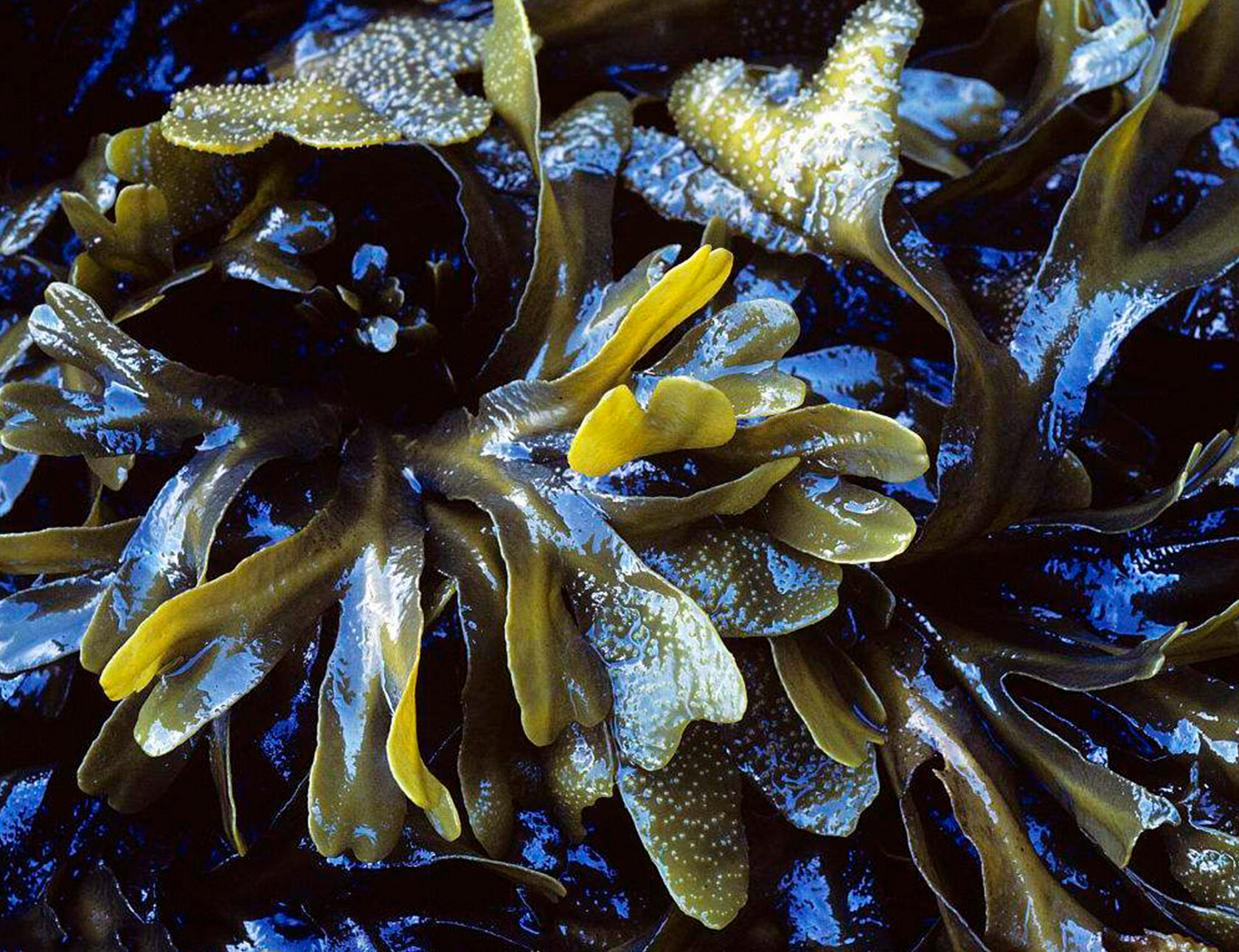 Какие водоросли глубоководные. Ламинария сахаристая. Водоросль морская капуста ламинария. Фукусы морские водоросли. Бурые водоросли ламинария.