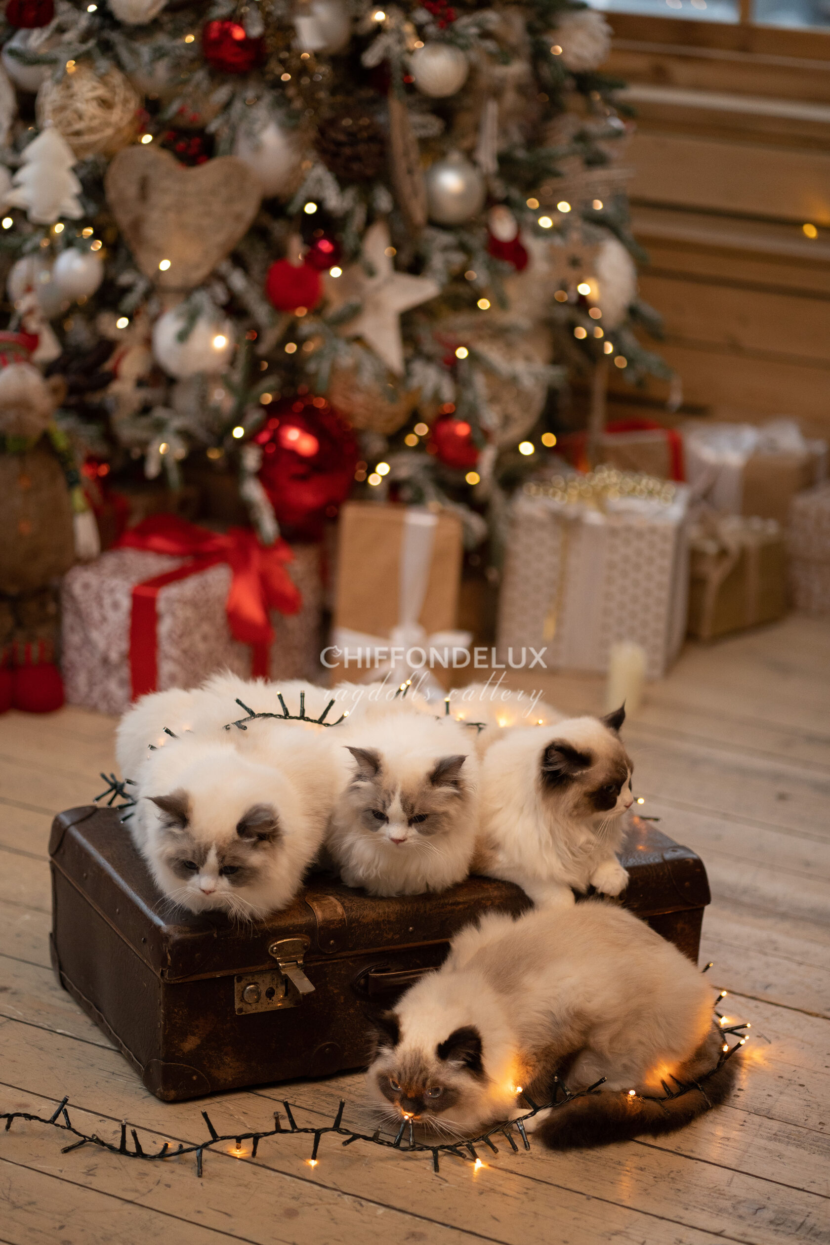 Christmas with a cat