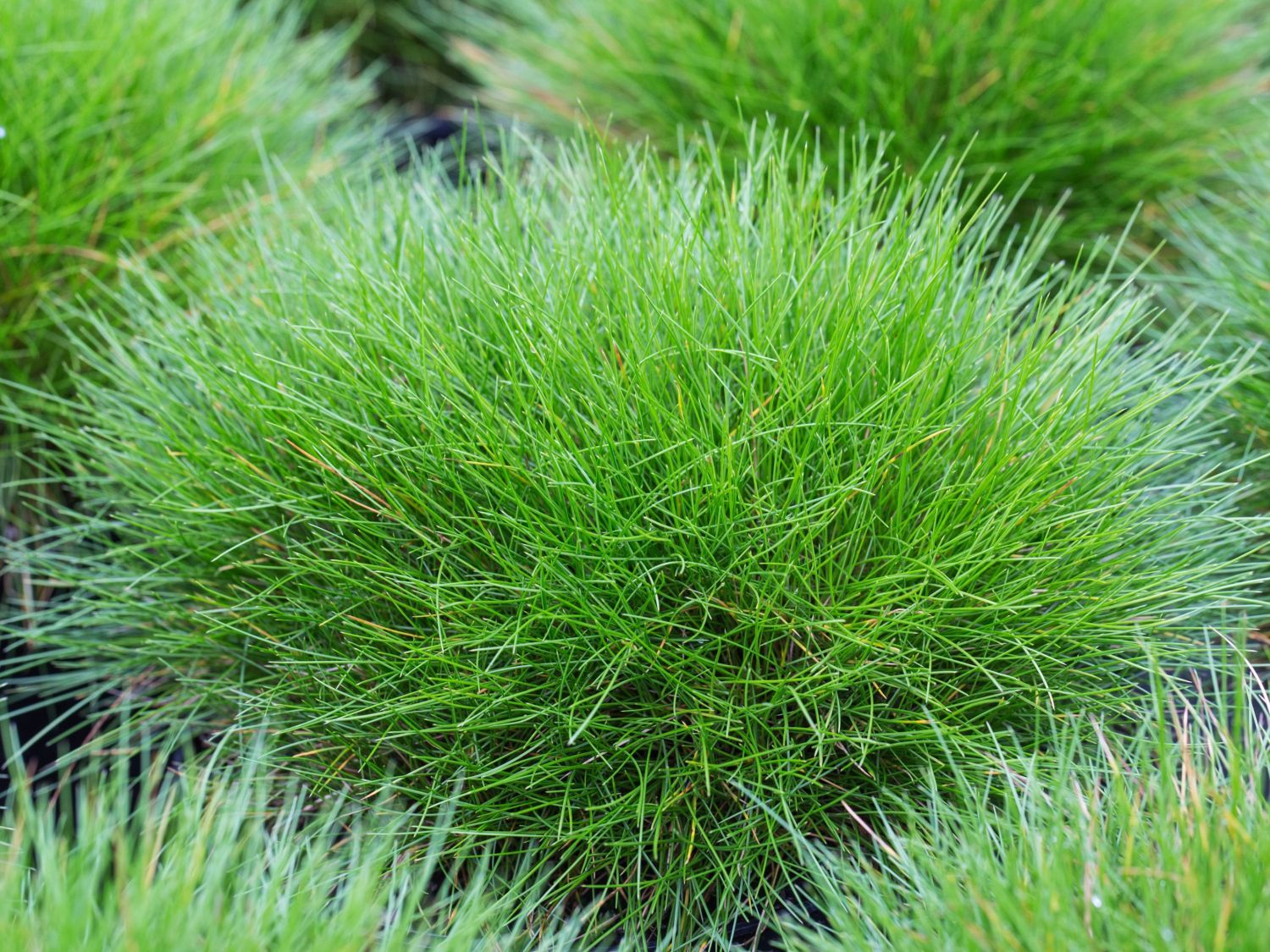 Овсяница Готье (Festuca Gautieri \`Hobbit\`)