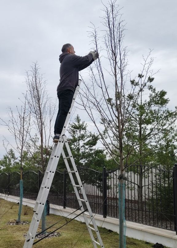 Обрезка декоративных деревьев в компании мособлсад 2025 год